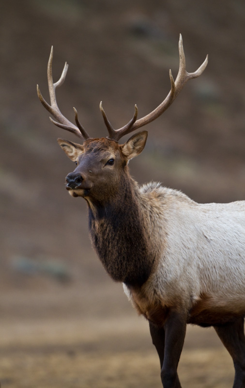 Elk